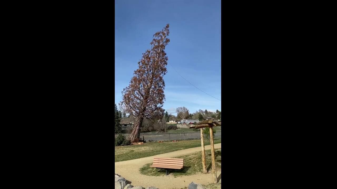 Sequoia falling